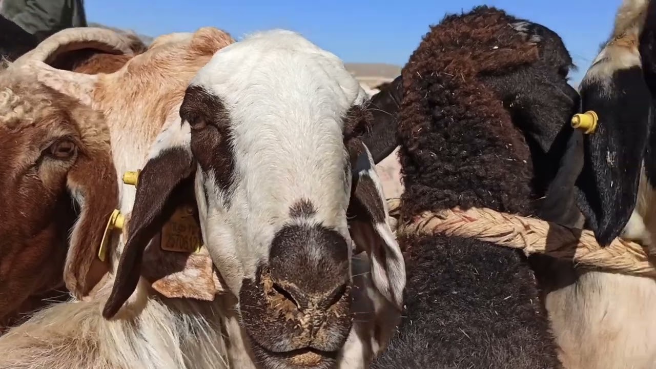 Anadolu da (koşan) süt sağımı #koyun #koyunçiftliği #karapinar #konya