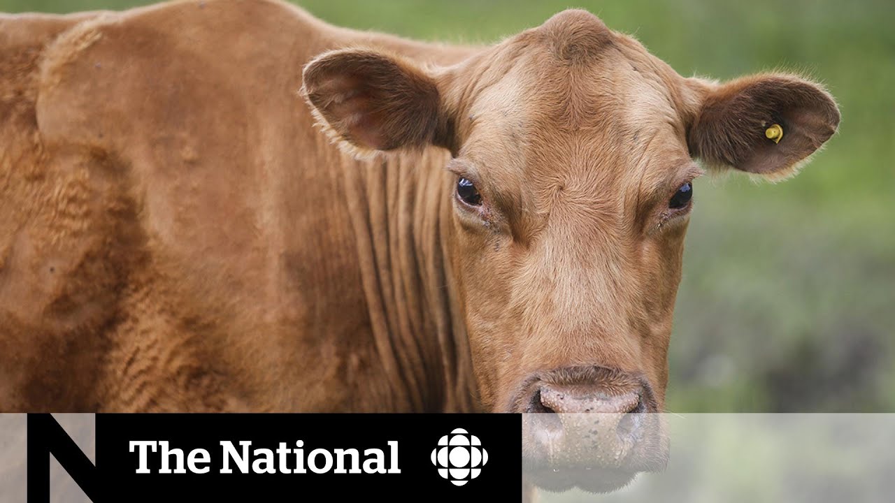 How COVID-19 is impacting Canada&rsquo;s meat supply chain