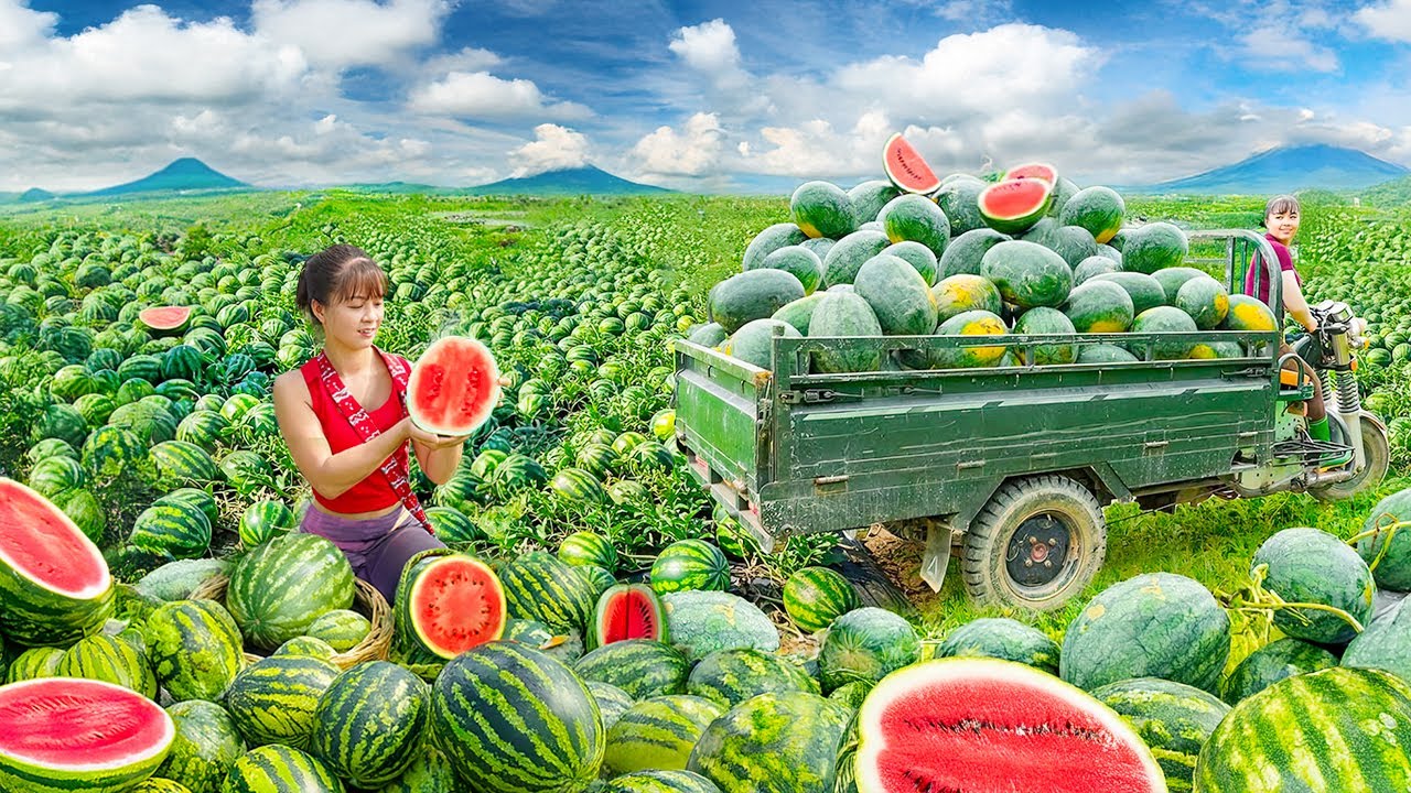 TIMELAPSE -- Use Truck to Buying Many Giant Watermelons from Villagers Goes to Market Sell