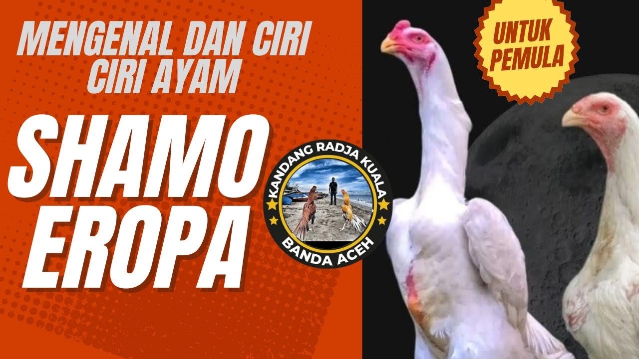 Mengenal dan Ciri-Ciri Ayam Shamo Eropa