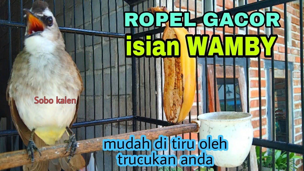 Trucukan gacor ropel isian Wamby whamei terbukti mudah ditiru oleh trucuk lain