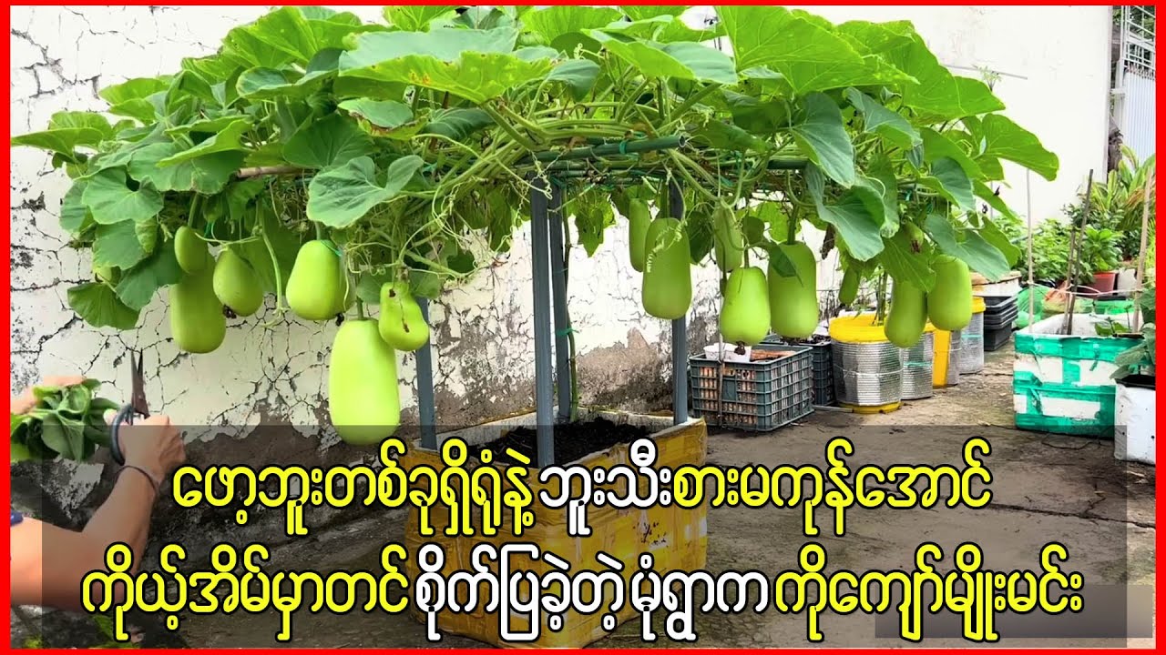 ဖော့ဘူးတစ်ခုရှိရုံနဲ့ ဘူးသီးပြွတ်ခဲနေအောင်စိုက်နည်းပြခဲ့တဲ့ ကိုကျော်မျိုးမင်း