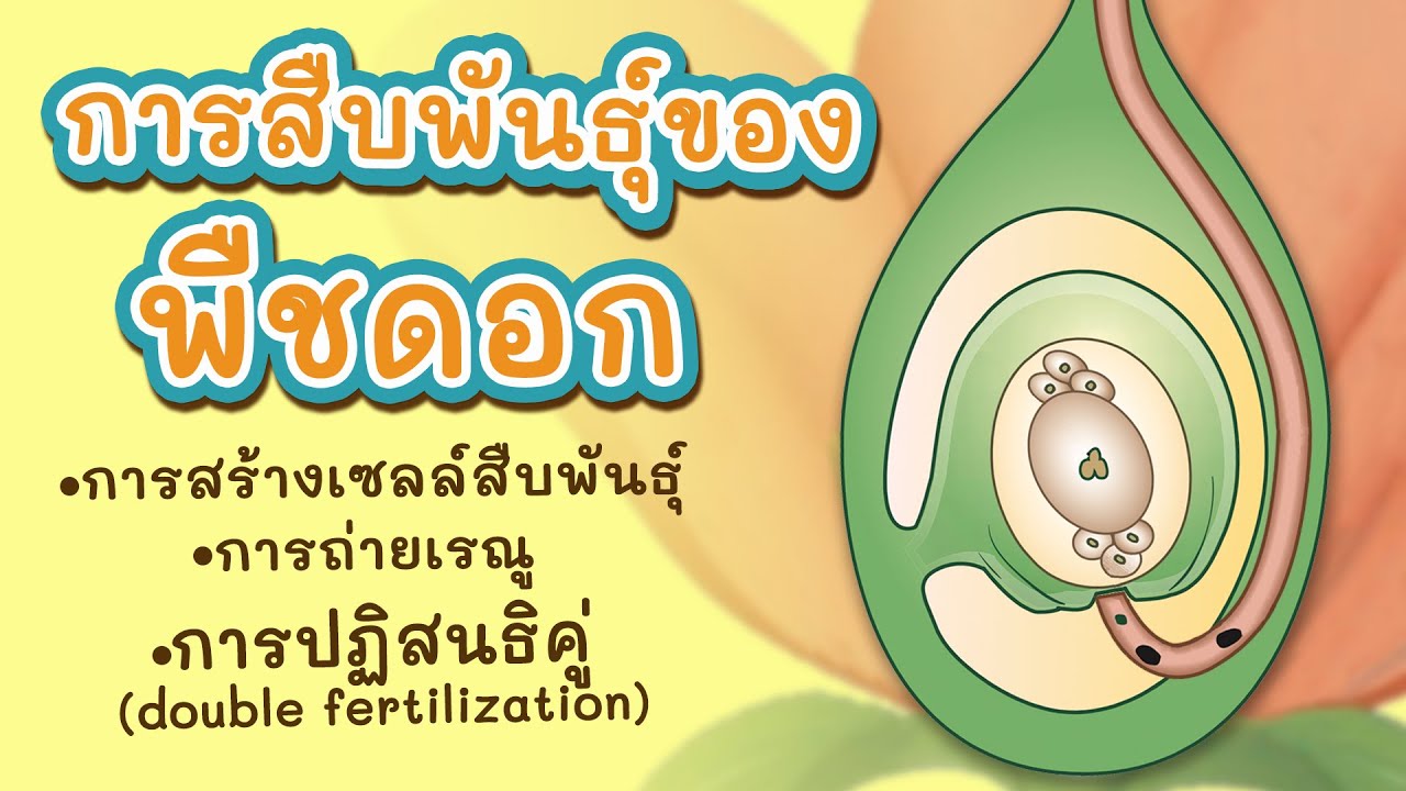 การสืบพันธุ์ของพืชดอก