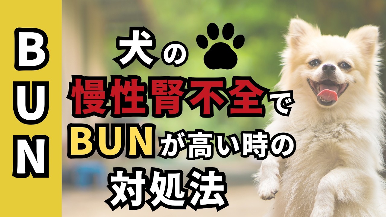 犬の慢性腎不全でBUNが高い時の対処法