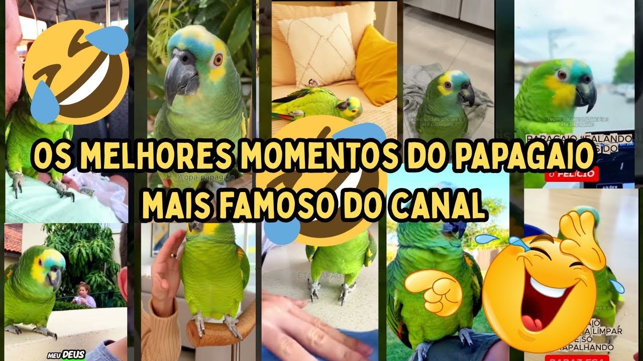 melhores momentos do papagaio mais querido do canal #papagaiofalante #papagaioverdadeiro