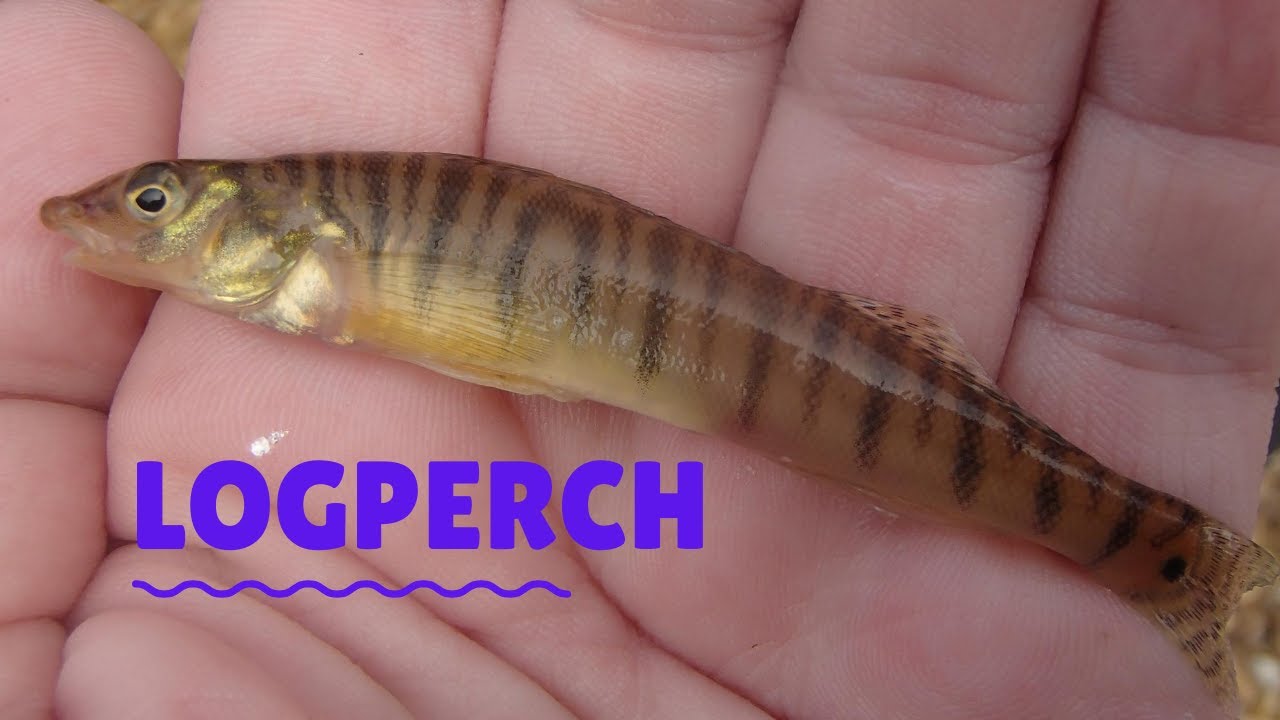 Logperch
