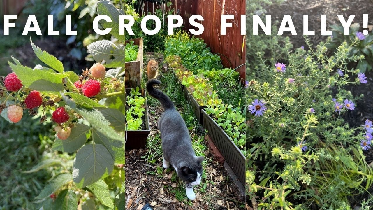 URBAN GARDEN VLOG | FALL CROPS FINALLY