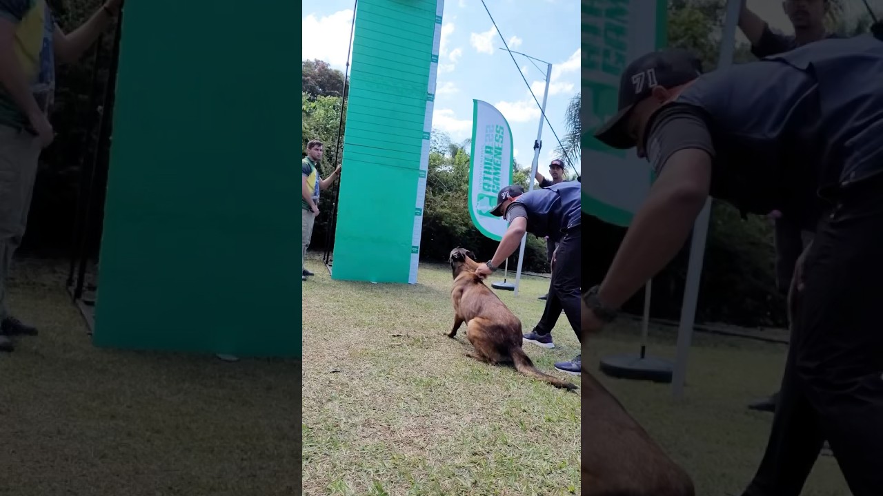 Pastor Belga Malinois vs American Pitbull Terrier - Competição Athila Gameness - 