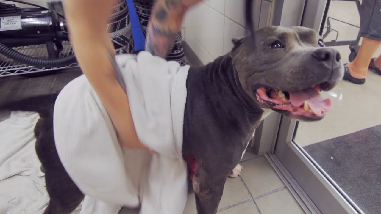 Rescued Pit Bull Bath Day Adventure ✔