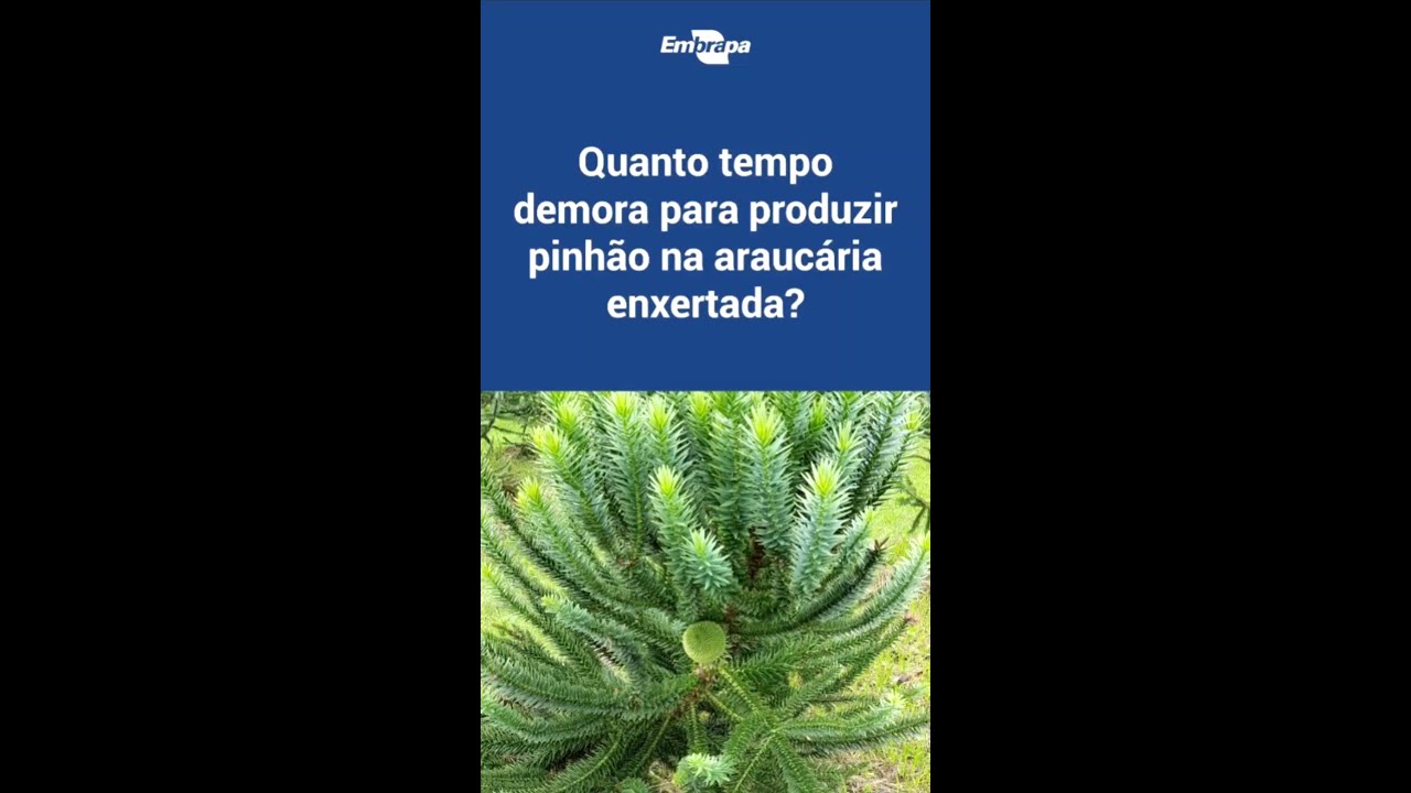 Araucária de pinhão precoce: quanto tempo demora para produzir pinhão na araucária enxertada?