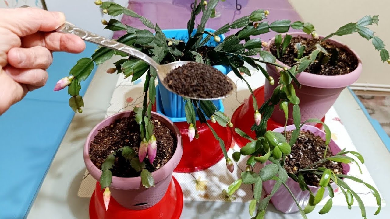 Yılbaşı çiçeği 🌸 hemen tomurcuk olmaya başladı 💯 çiçek bakımı 🌿 çiçek coşturan 💯