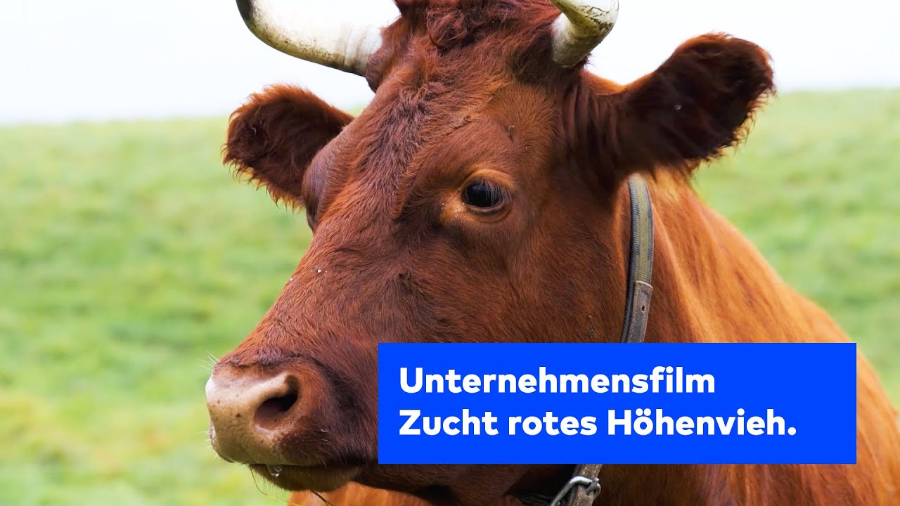 Unternehmensfilm | Zucht rotes H&ouml;henvieh