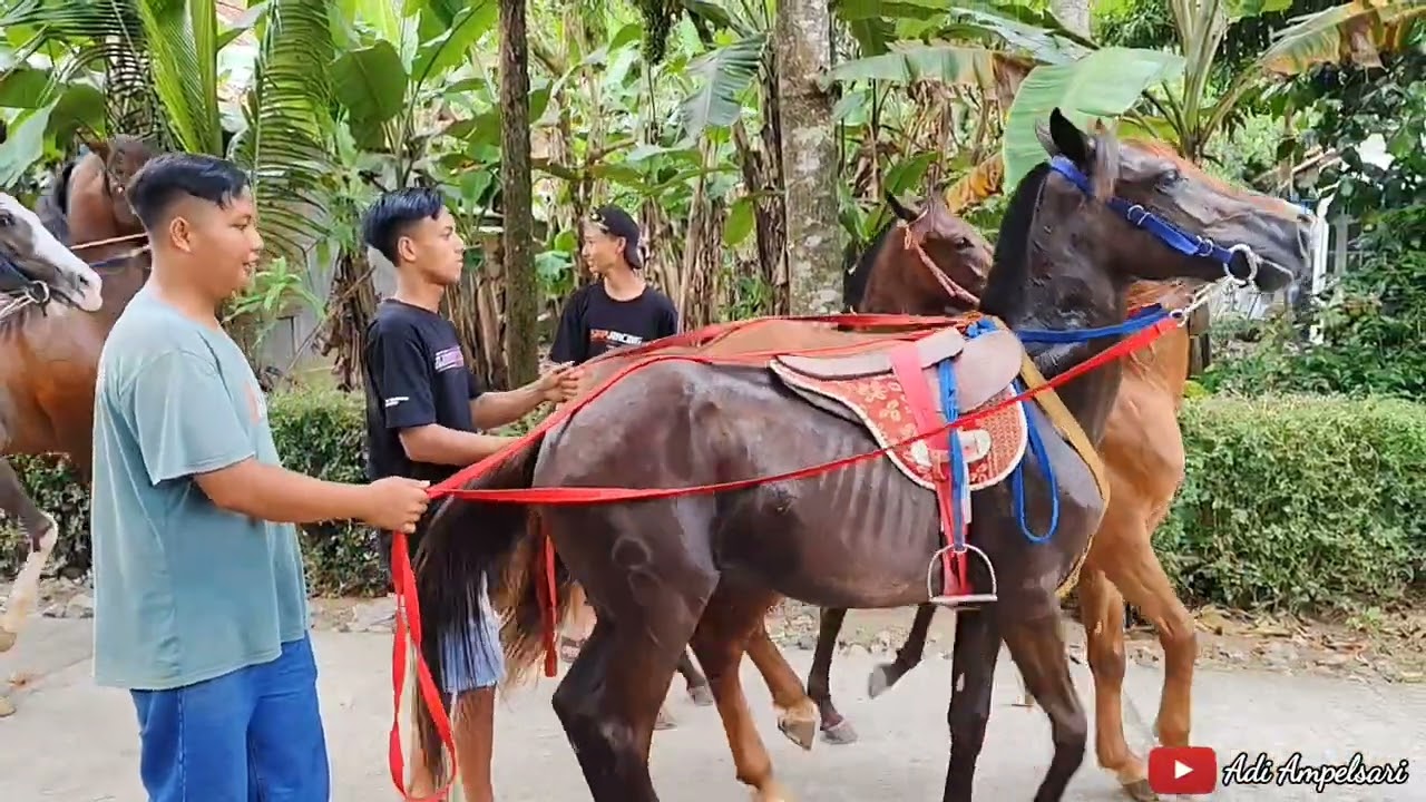 Sorean bersama kuda joget kebumen di kandang ronggo lawe
