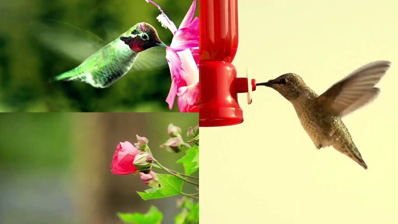 Hummingbirds🐦✨Relaxing, Spirituality, Inspiring #asmr #birds #nature