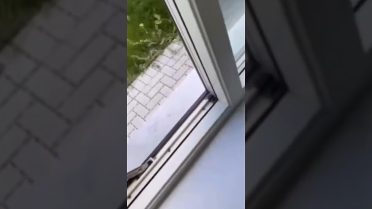 bird tries to fly away but hits window