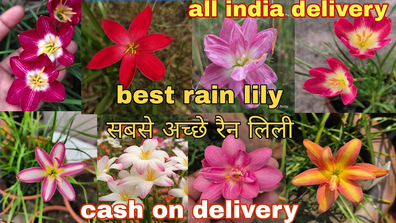 Rain lily, calla lily, gladiolus, nargis #rainlily #callalily #gladiolus #nargis #daffodils #freesia