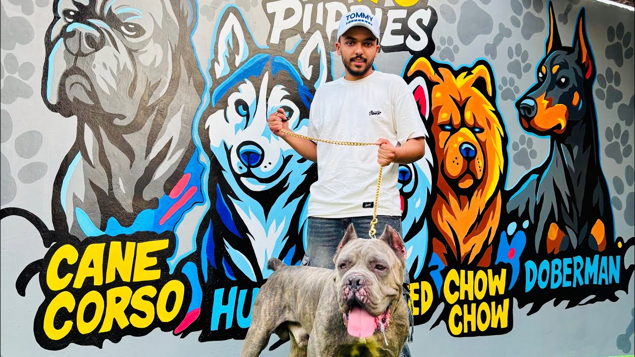 مزرعة طوكيو بابيز.🐶🤍🖤