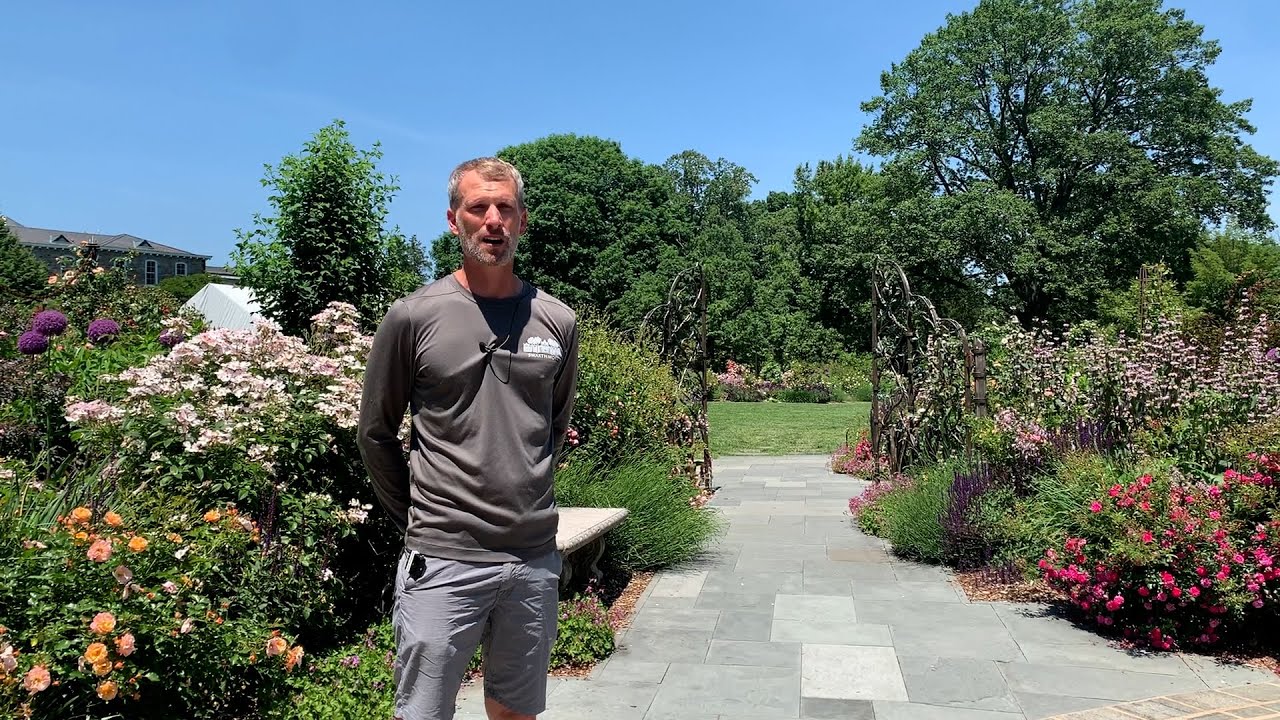 Lunchtime Tour: June 2022 - Rose Garden