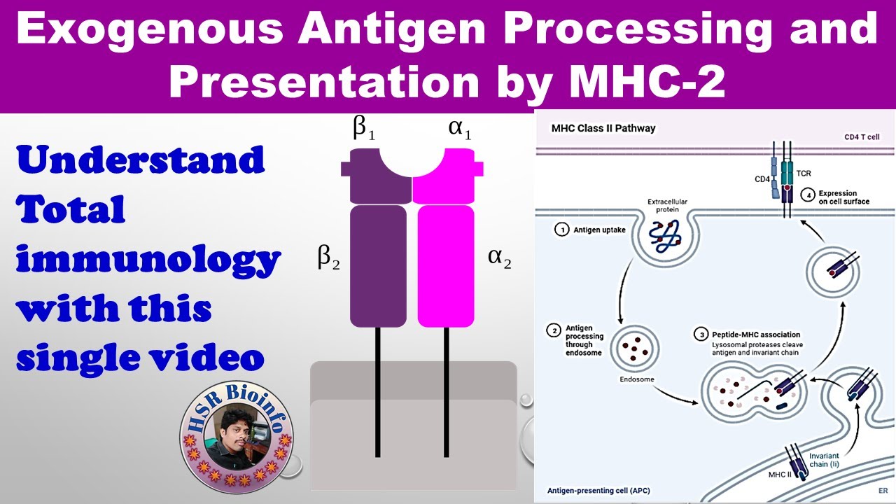 Exogenous pathway of Antigen processing and Presentation by MHC-2 | Immunology | HSR Bioinfo