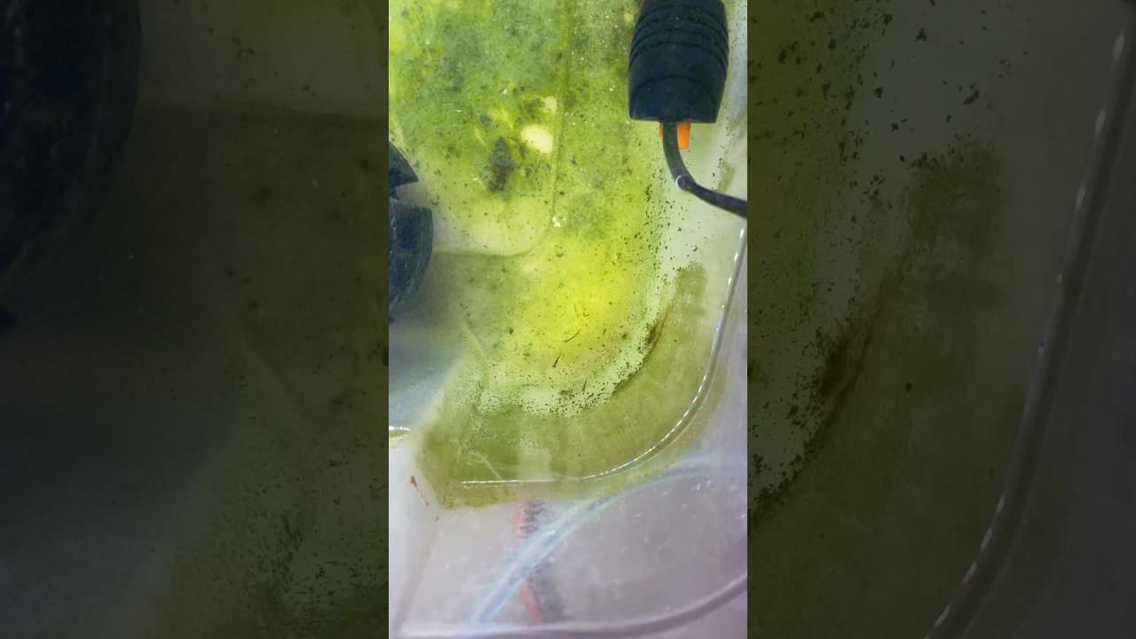 Green Carpet Algae in the Fry Tank! #goldfish #ranchu #cute #baby