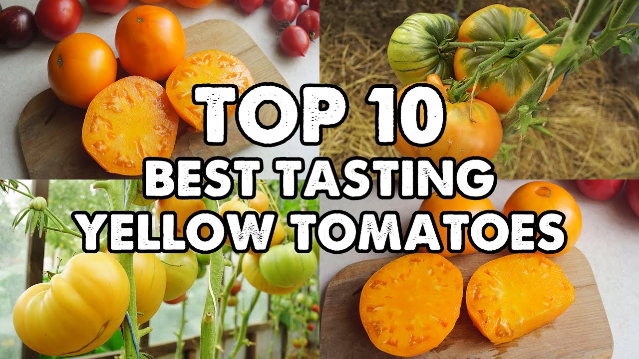 Мой топ-10 самых вкусных желтых томатов.