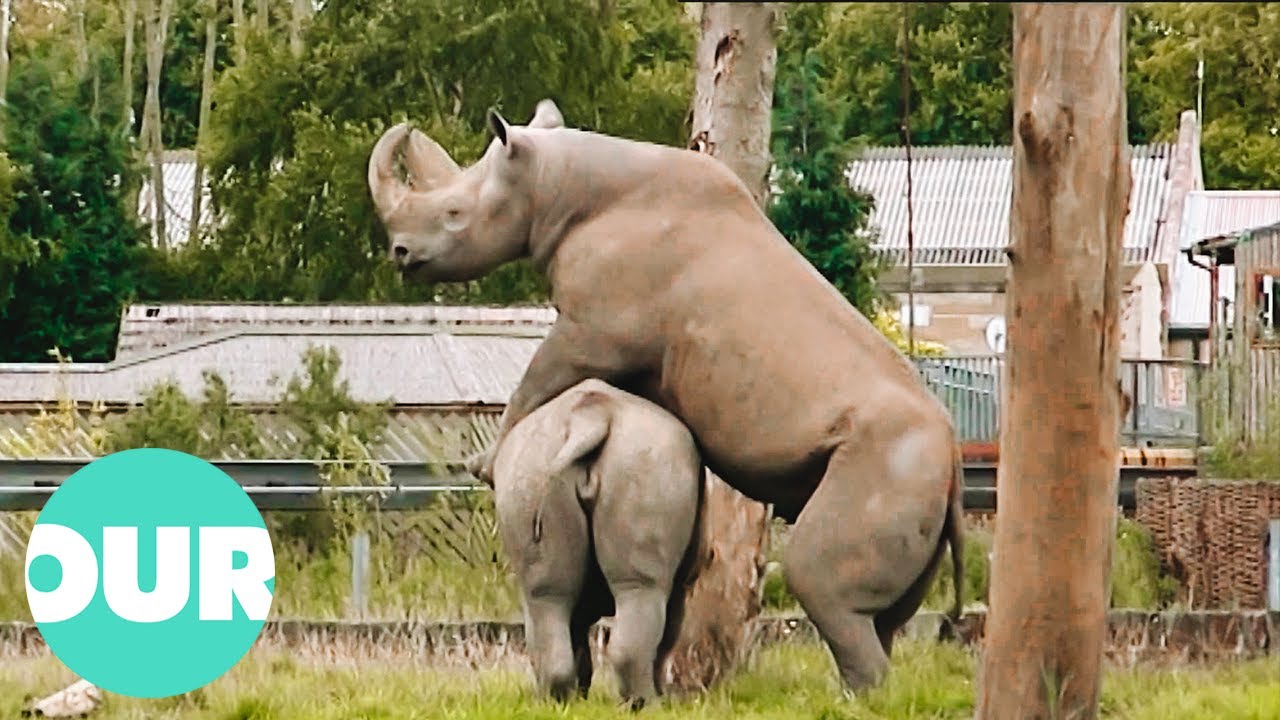 Will These Two Black Rhinos Become Best Friends? | Zoo Days | Our World