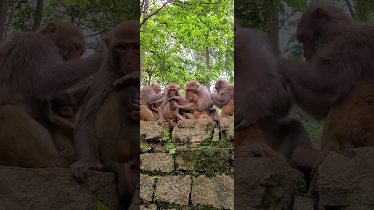 Cute Baby Monkey #18