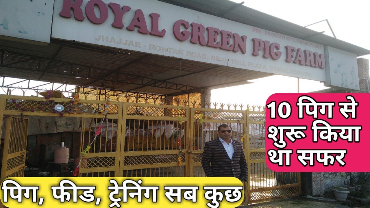 रॉयल ग्रीन पिग फार्म । Royal Green Pig Farm Haryana