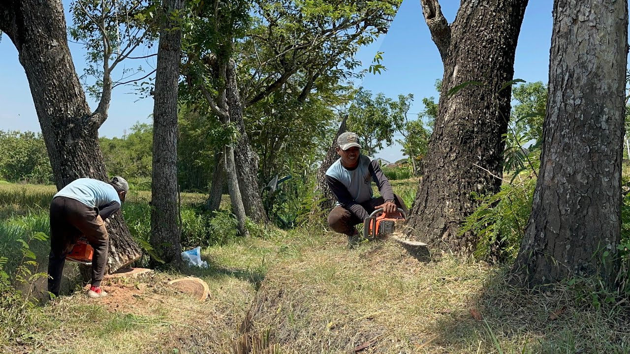 Fast & Easy !! Skill of cutting down 3 old tree with 'BEAST' chainsaw.