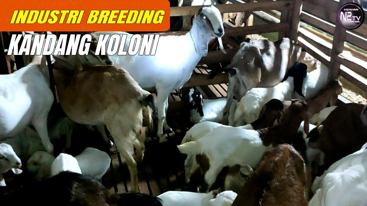 Industri Breeding Kandang Koloni Terbesar. Kambing Jawa Randu, Boer, Domba