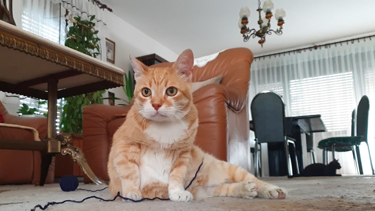 7 Reasons Why A Cat Is The Perfect Best Friend