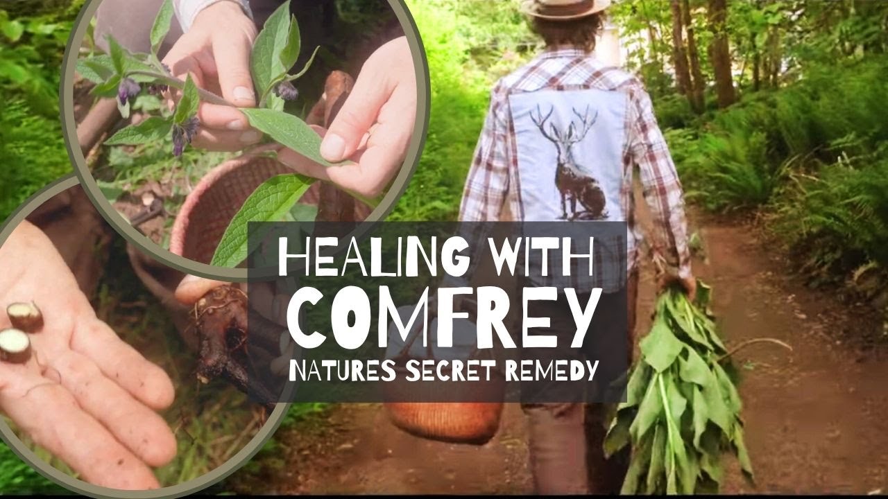 Healing With Comfrey: Natures Secret Remedy | Herbal Jedi