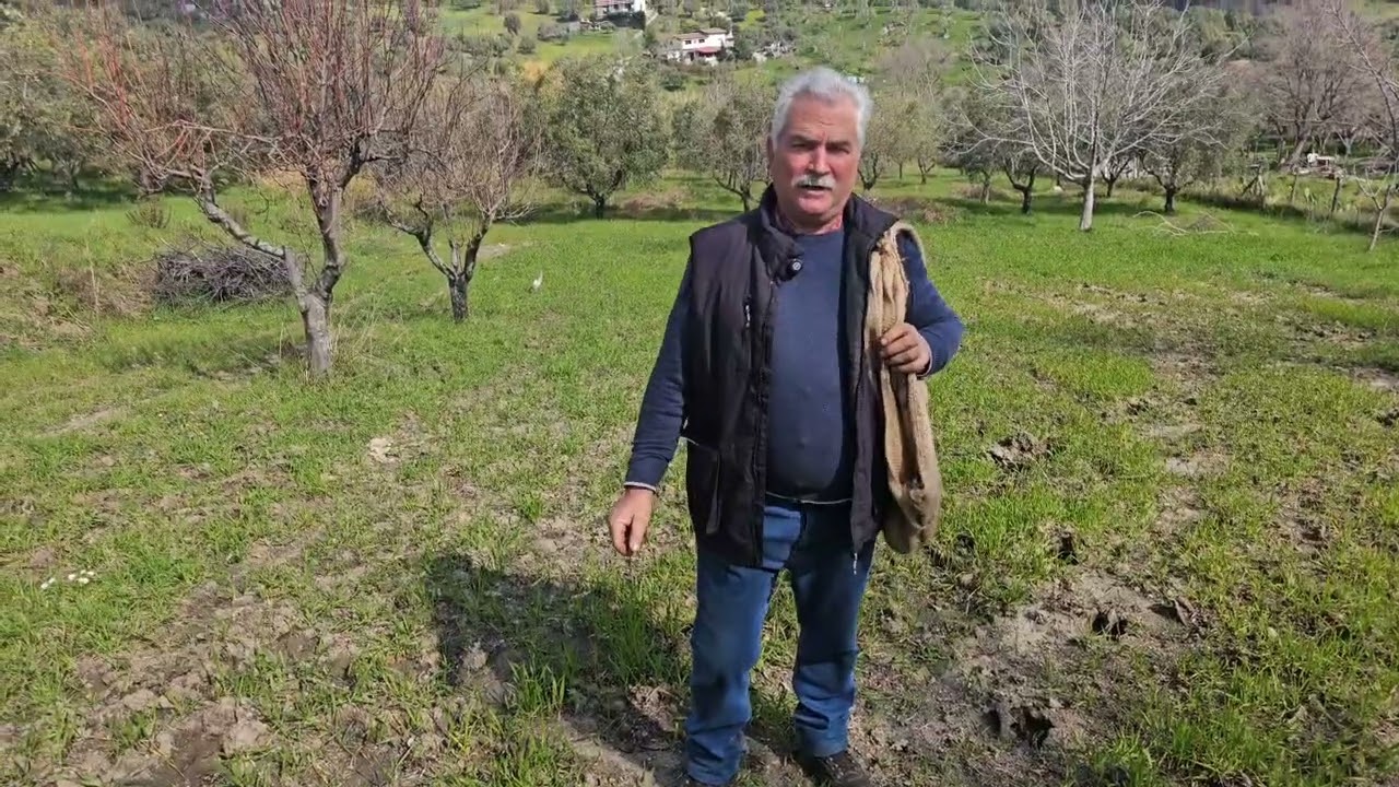 Concimare il grano in maniera tradizionale