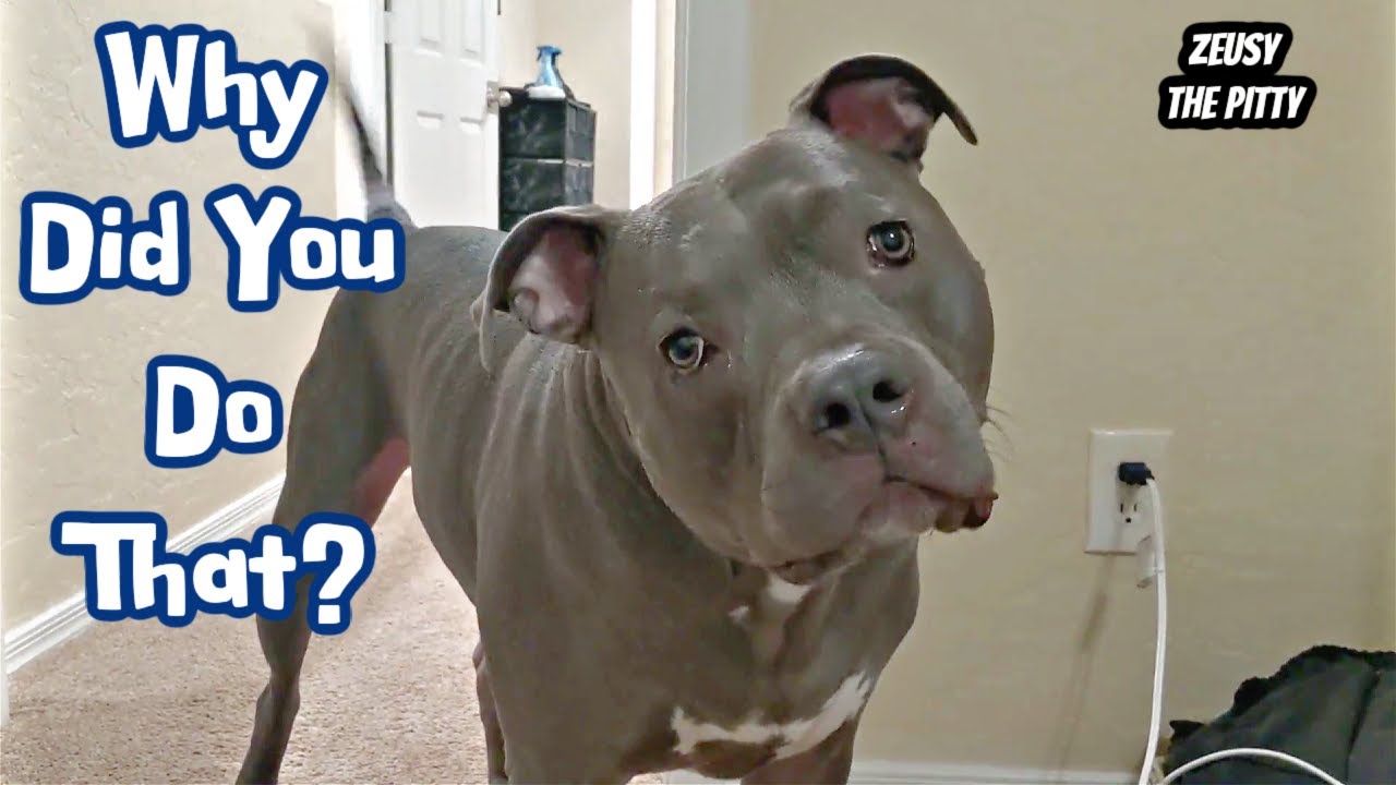 Talking Pitbull Goes OFF On Dad Tells Him It's Not Ok!