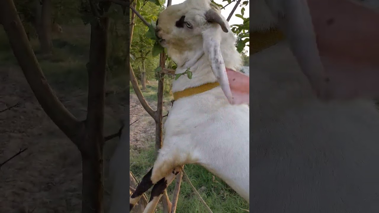 sunat he Ibrahim #urdu #music #youtubeshorts #animals #qurbanistatus