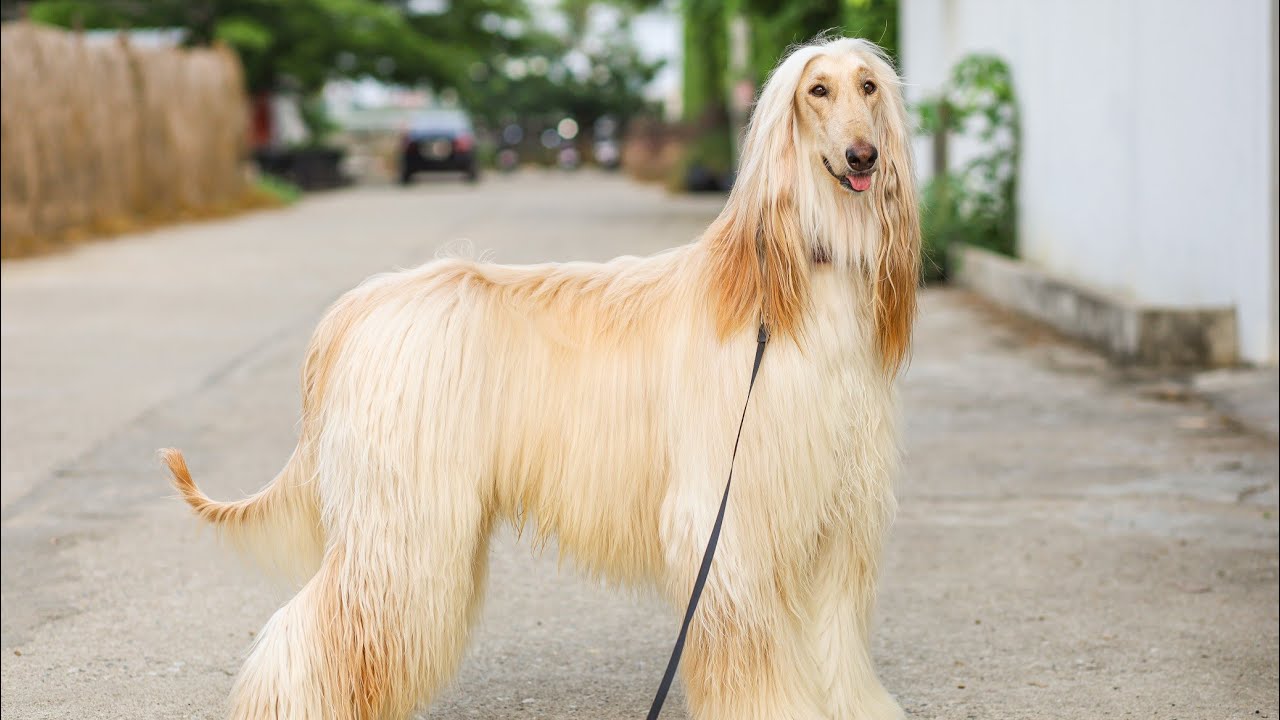 Daily brushing an Afghan Hound dog