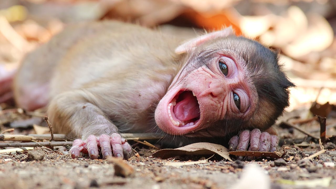 Monkey Menu: What Do Baby Monkeys Forage for Beyond Milk?