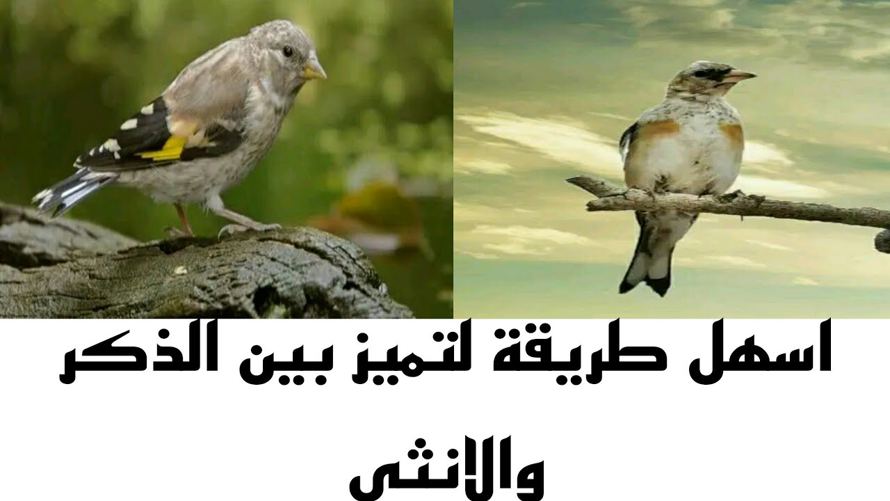 أسهل طريقة للتفريق بين ذكر وأنثى الحسون (المقنين)