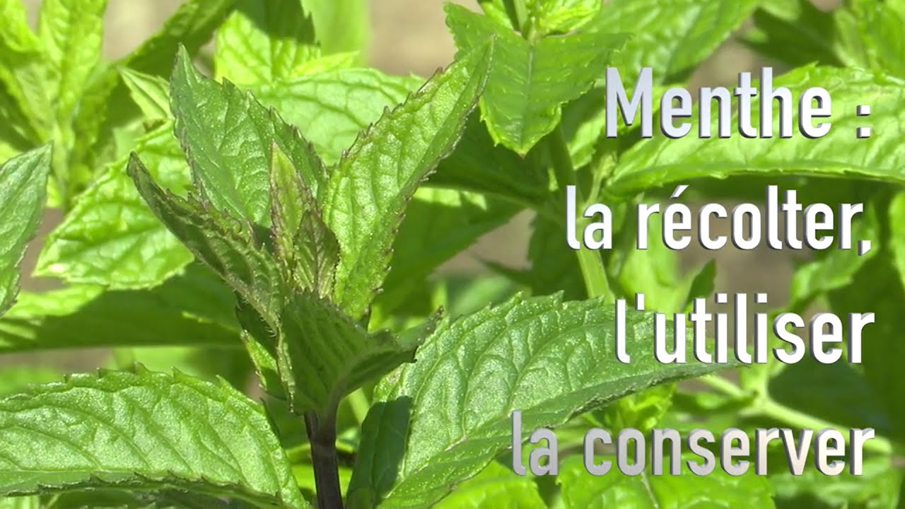 La menthe