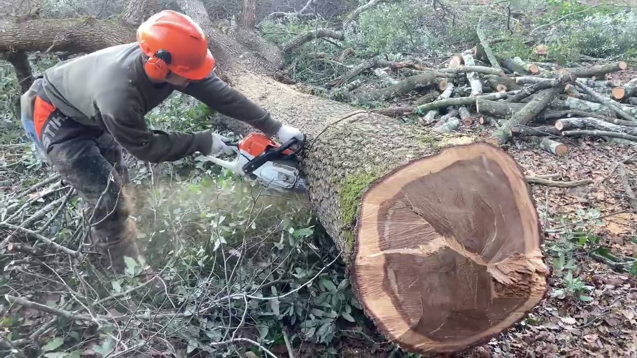 Processing Big Oak whith Sthil ms 261