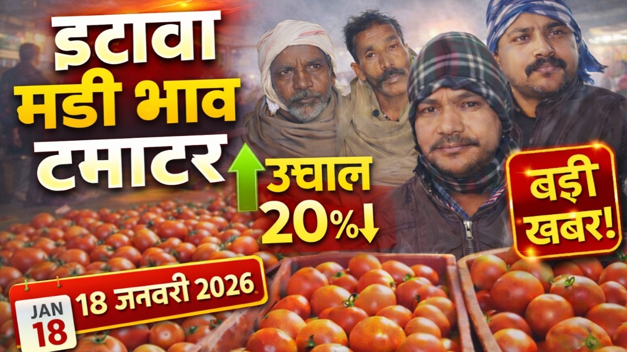 टमाटर के भाव में ज़बरदस्त उछाल 📈 | इटावा मंडी भाव आज | 18 जनवरी 2026