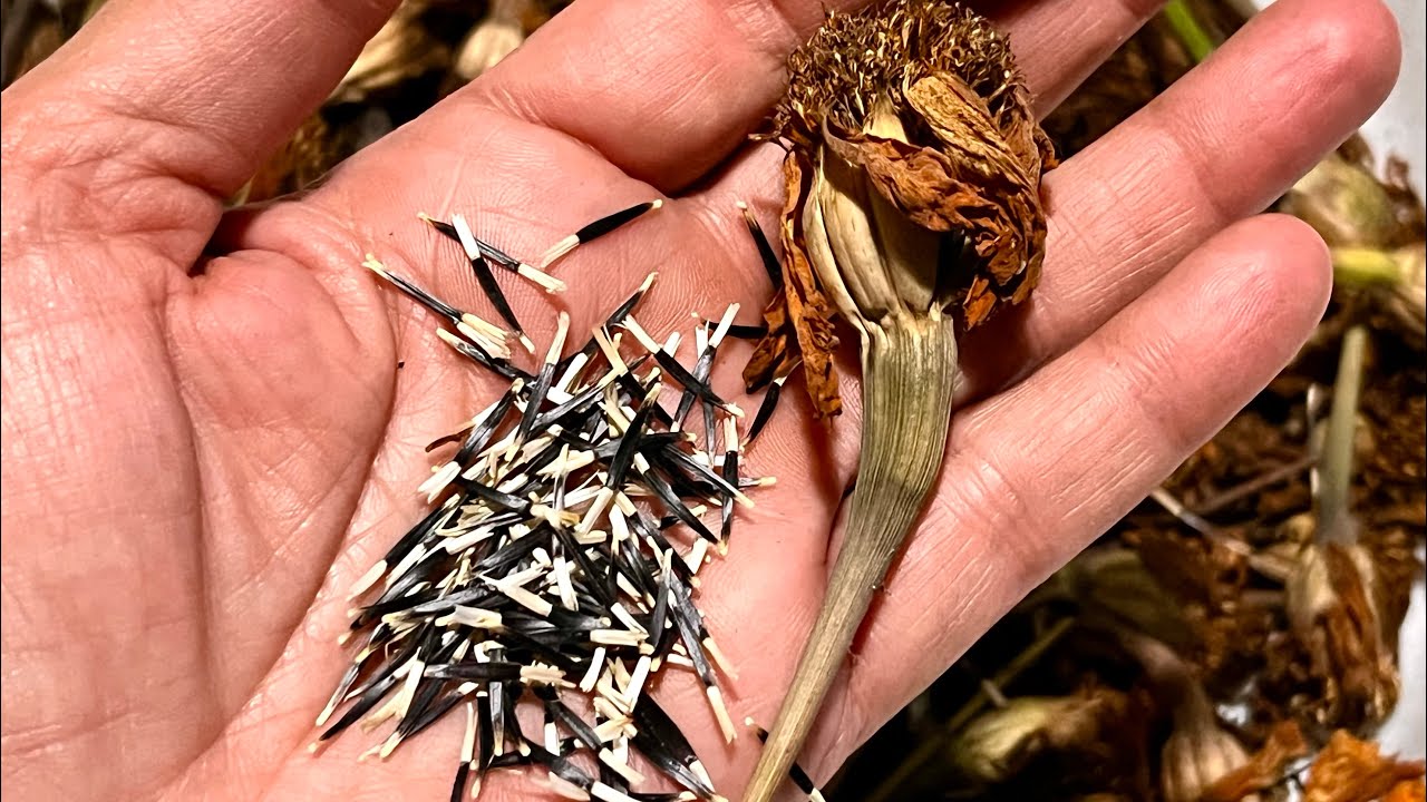 Cómo obtener SEMILLAS de CEMPASÚCHIL y ZINNIAS 🌼 🌸 HUERTO en casa