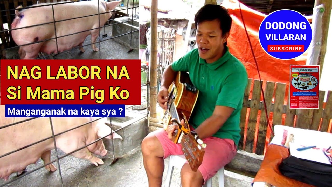 Nag labor na si Mama Pig Ko / Manganganak na kaya sya / 332