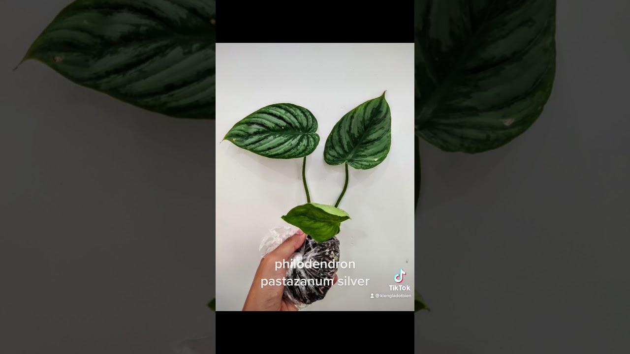 philodendron pastazanum silver