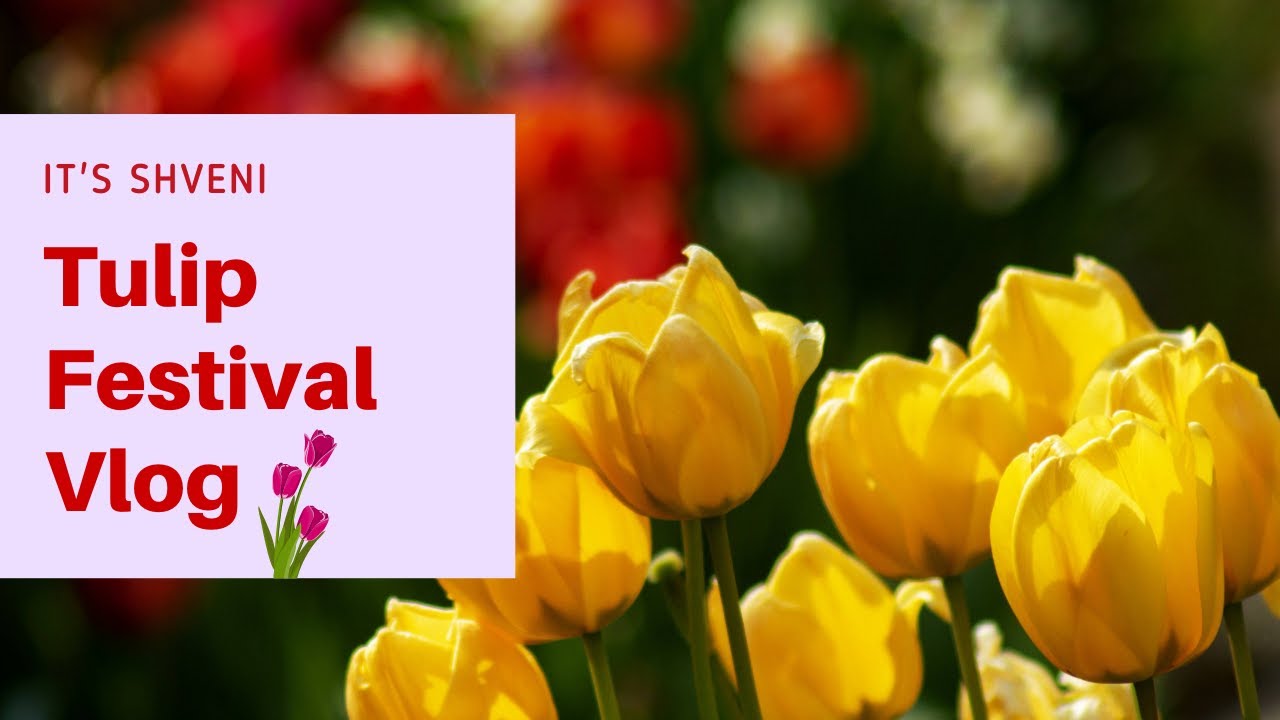 Tulip Festival Vlog || It's Shveni!