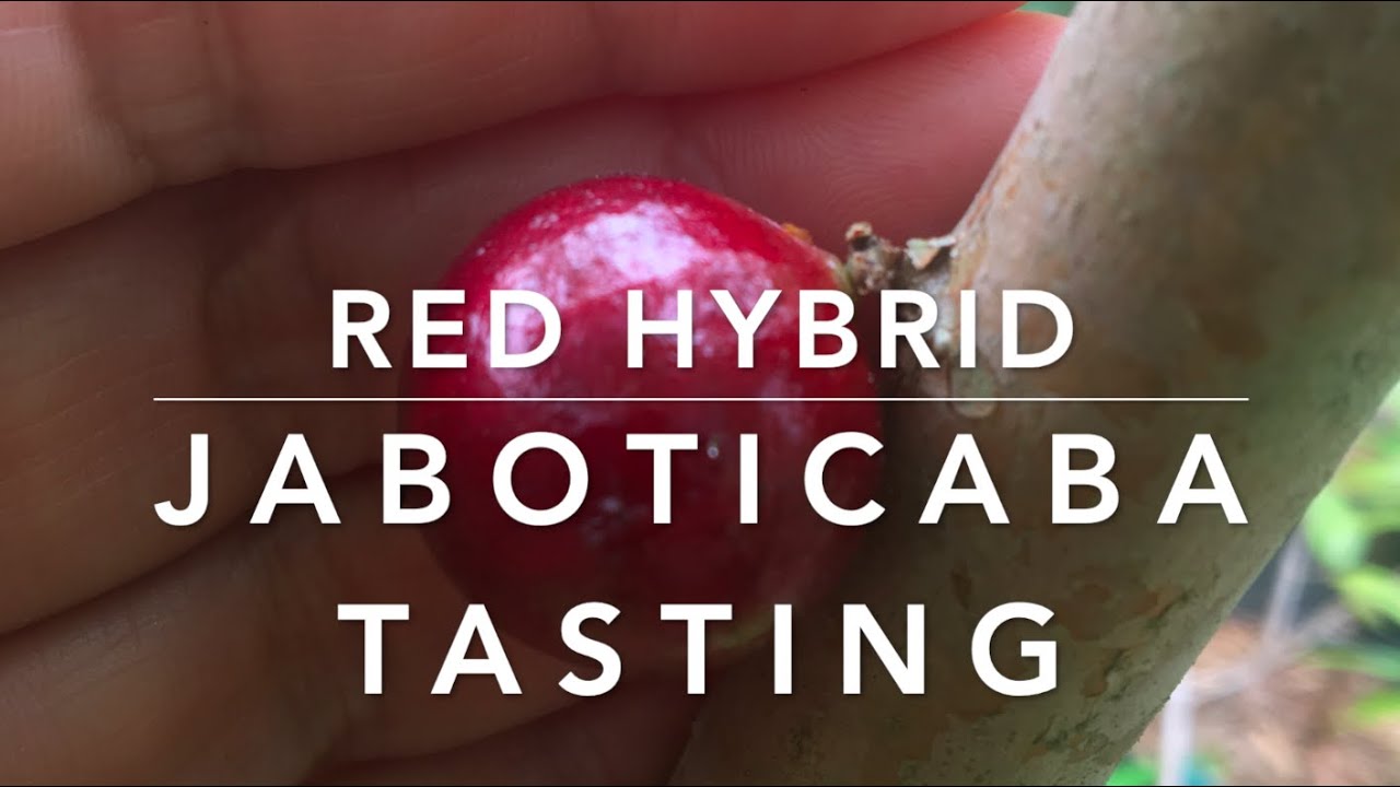 Red Hybrid Jaboticaba Tasting - 2021 Season