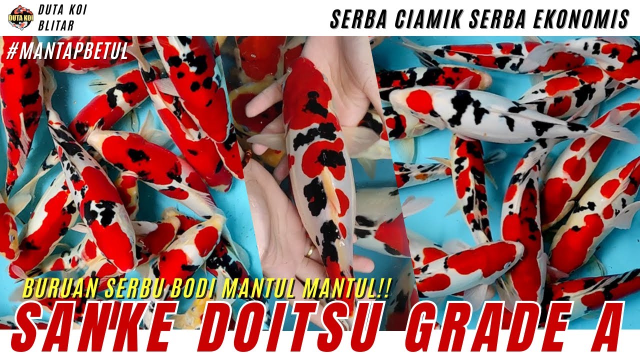 KOI GRADE A ISTIMEWA: SANKE DOITSU MULUS BODY MANTUL MANTUL BOSKU!! BURUAN GERCEPIN!!