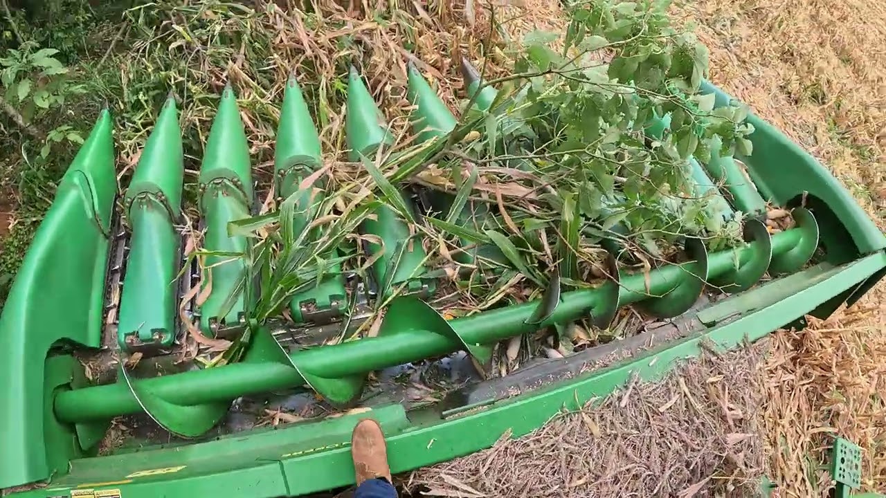 Começamos colher nossa outra área de milho. Está rendendo!