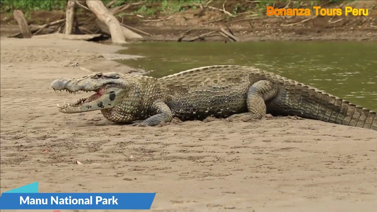 Bonanza Tours Peru Jungle tour specialist in Manu National Park, Peru. Tour Operator.