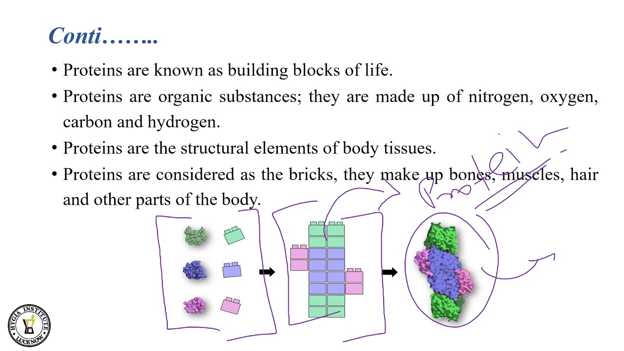Proteins II Introduction & Classification II 01